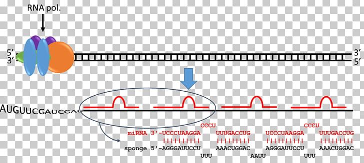 MicroRNA Nucleotide Sponge Human Genome PNG, Clipart, Angle, Area, Computer Software, Diagram, Embryology Free PNG Download