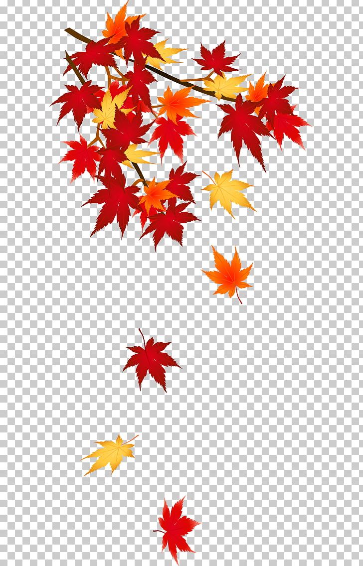 Autumn Leaf Color PNG, Clipart, Autumn, Autumn Leaf Color, Flower, Flowering Plant, Leaf Free PNG Download