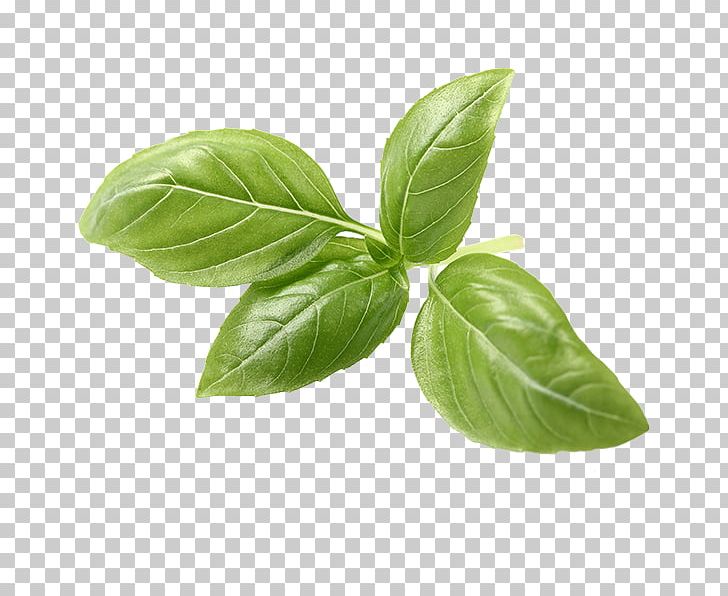Basil Italian Cuisine Herb Tea Pesto PNG, Clipart, Basil, Cooking, Daun, Food Drinks, Herb Free PNG Download