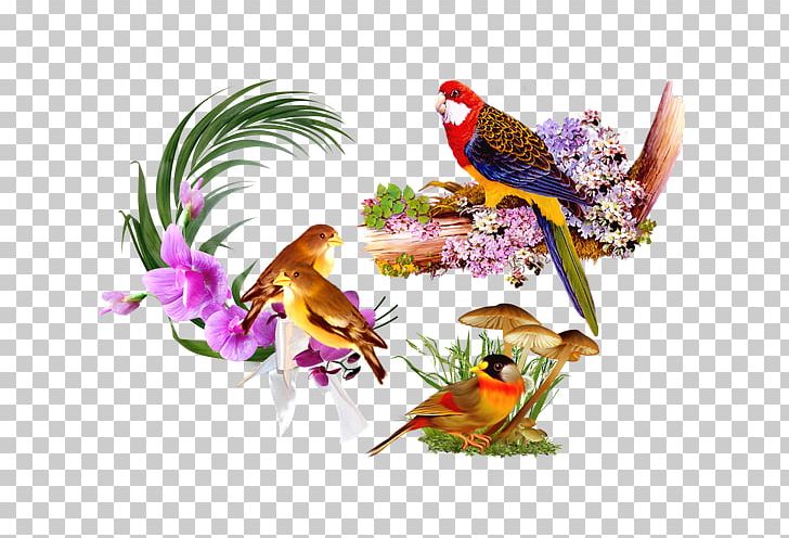 Bird Still Life PNG, Clipart, Animals, Background, Background Pattern, Beak, Decoration Free PNG Download
