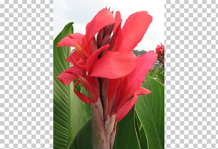 Canna Indian Shot Amaryllis Alstroemeriaceae Plant Stem PNG, Clipart, Alstroemeriaceae, Amaryllis, Canna, Canna Family, Canna Lily Free PNG Download