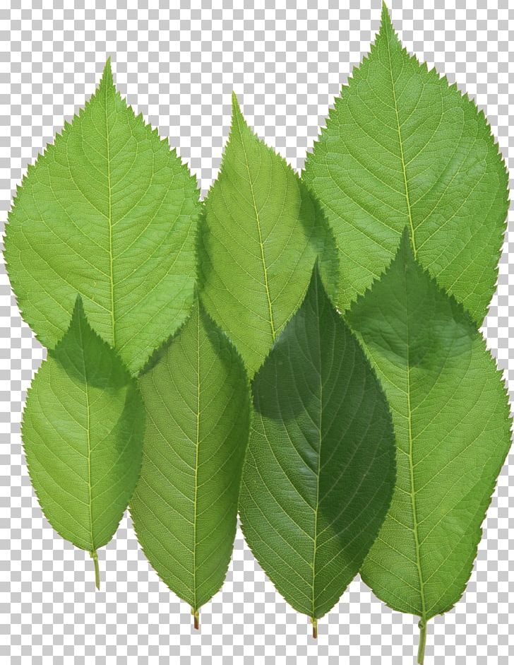 Leaf PNG, Clipart, Download, Elm Family, Free, Green Leaf Png, Green Leaves Free PNG Download