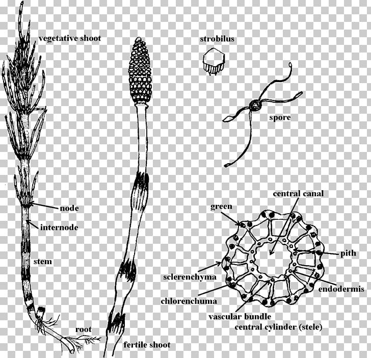 Branch Field Horsetail Rough Horsetail Plant Stem Shoot PNG, Clipart, Angle, Artwork, Black And White, Branch, Diagram Free PNG Download