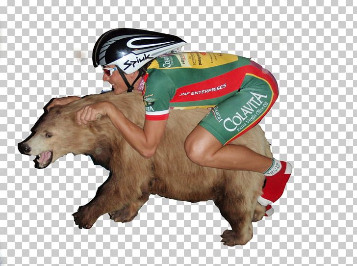 Cat Bicycle Bear Horse PNG, Clipart, Animal, Animals, Bear, Bicycle, Carnivoran Free PNG Download