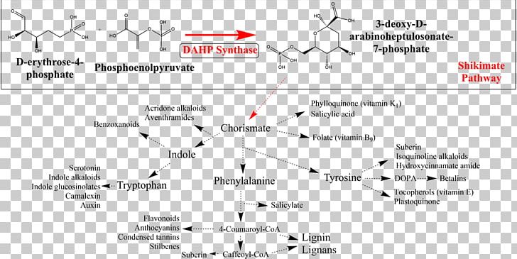 DAHP Synthase Shikimate Pathway Shikimic Acid Biosynthesis Metabolic Pathway PNG, Clipart, Alkaloid, Angle, Arabidopsis, Area, Aromatic Amino Acid Free PNG Download