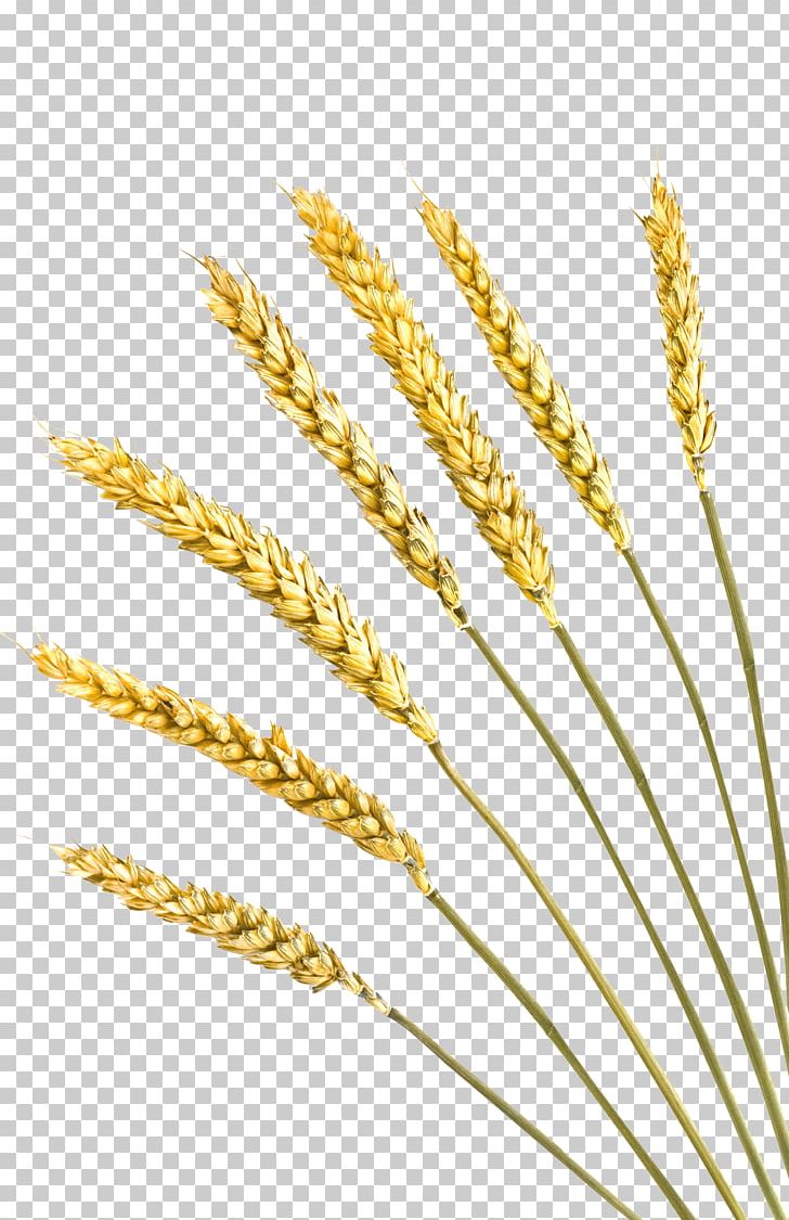 Einkorn Wheat Rye Bread Cereal Barley Crop PNG, Clipart, Autumn, Bunsik, Cartoon Wheat, Cereal Germ, Commodity Free PNG Download