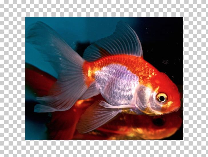 Goldfish Aquariums Feeder Fish Marine Biology Fauna PNG, Clipart, Aquarium, Aquariums, Biology, Bony Fish, Carassius Auratus Free PNG Download