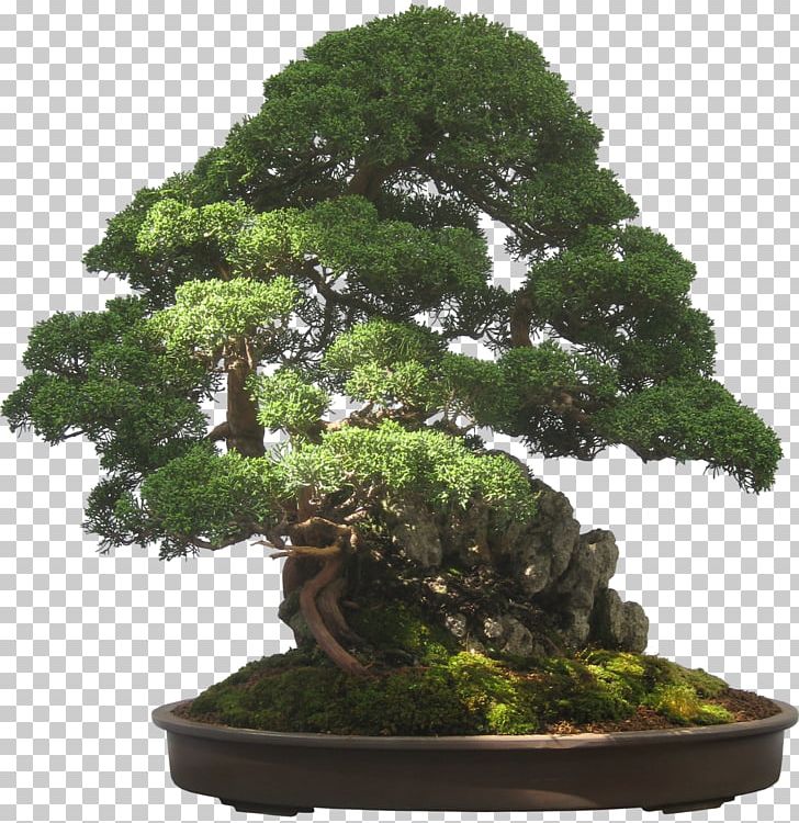 Indoor Bonsai Bonsai For Beginners Garden PNG, Clipart, Bonsai, Bonsai For Beginners, Evergreen, Flowerpot, For Beginners Free PNG Download