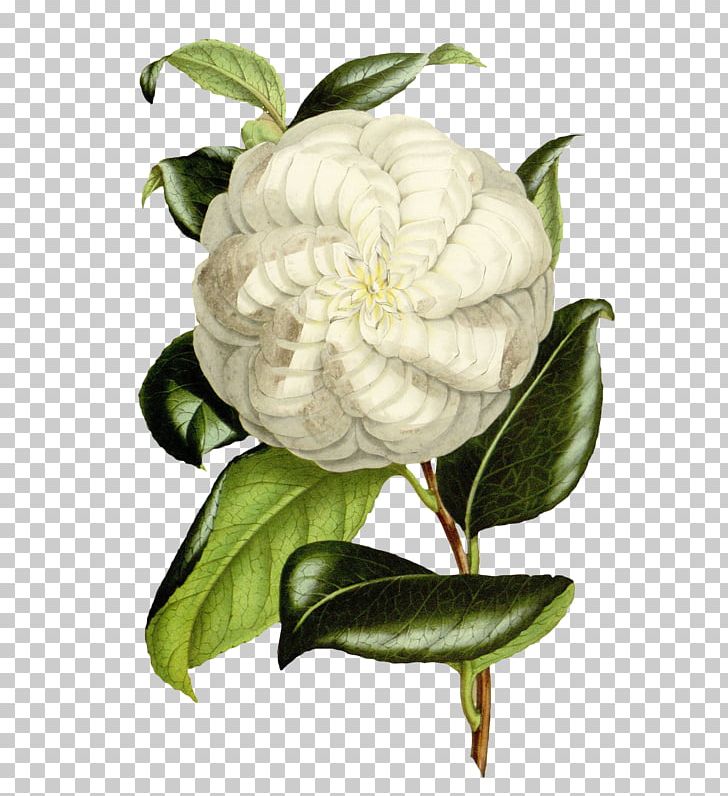 Texture Mapping Graphic Design PNG, Clipart, 3d Computer Graphics, Camellia, Coreldraw, Designer, Flower Free PNG Download