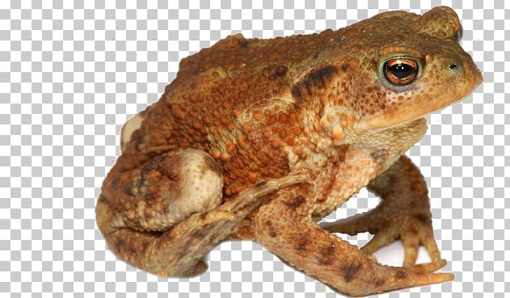 True Frog Amphibian Toad PNG, Clipart, Amphibian, Amphibians, Animal, Animals, Cane Toad Free PNG Download