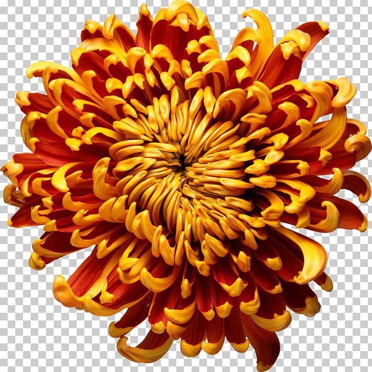 A Kind Of Madness Flower Chrysanthemum Mills & Boon Book PNG, Clipart, Book, Chrysanthemum, Chrysanths, Cut Flowers, Daisy Family Free PNG Download