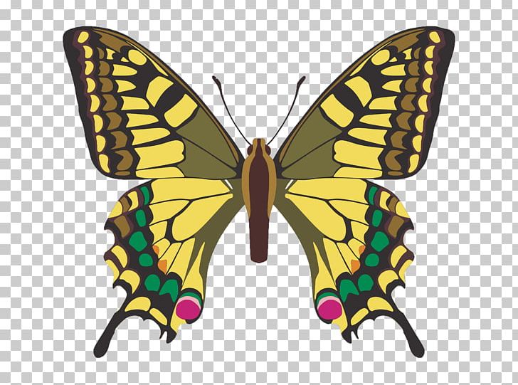 Butterfly Insect PNG, Clipart, Arthropod, Blue Butterfly, Brush Footed Butterfly, Butterflies, Butterfly Group Free PNG Download