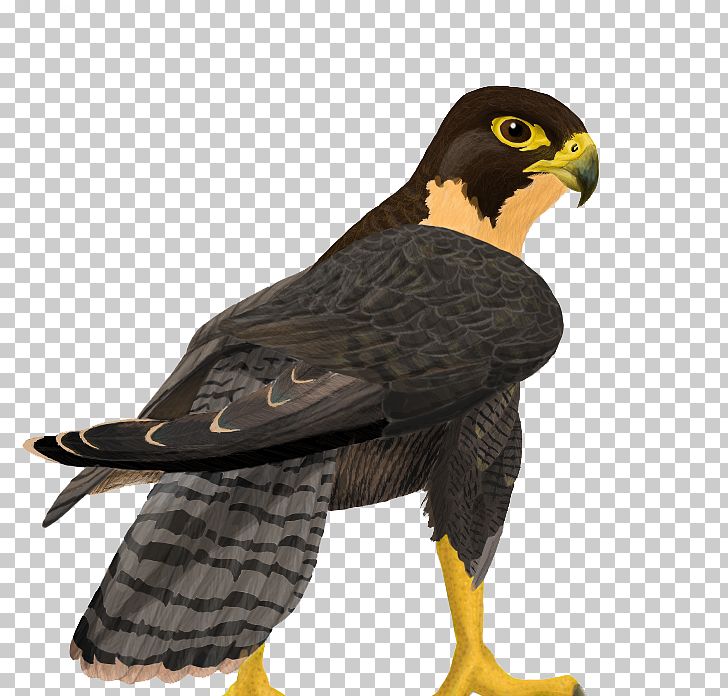 Falcon PNG, Clipart, Accipitriformes, Animal Birds, Animals, Beak, Bird Free PNG Download