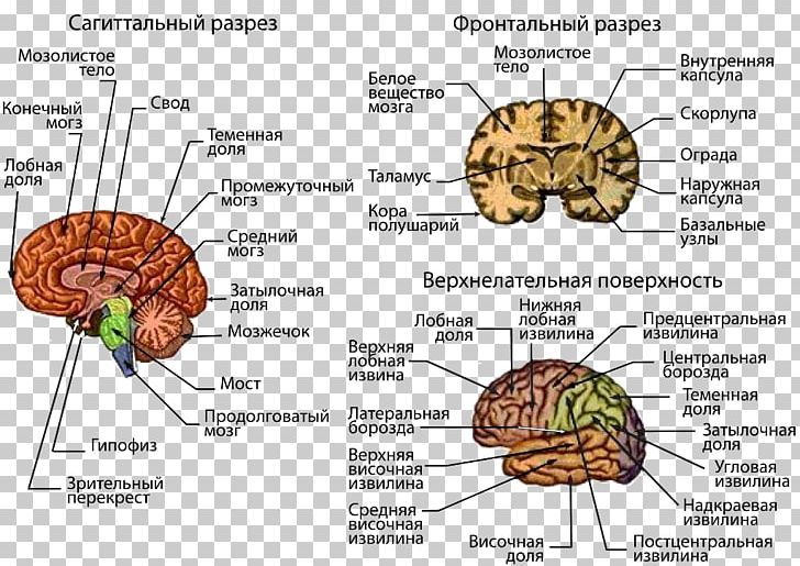 Human Brain Central Nervous System Cerebral Cortex PNG, Clipart, Anatomy, Brain, Brainstem, Central Nervous System, Cerebellum Free PNG Download