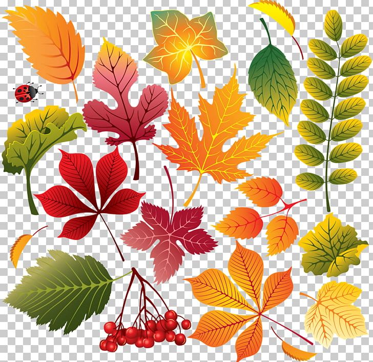 Leaf Autumn PNG, Clipart, Autumn, Autumn Leaf Color, Branch, Color, Drawing Free PNG Download
