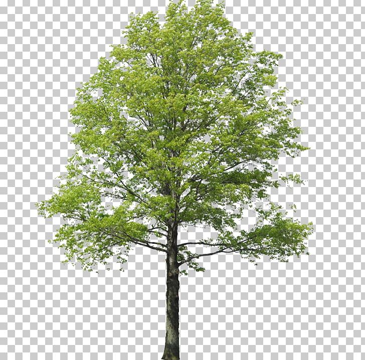 Populus Nigra Tree Rendering Landscape PNG, Clipart, Architecture, Branch, Cottonwood, Deciduous, Drawing Free PNG Download
