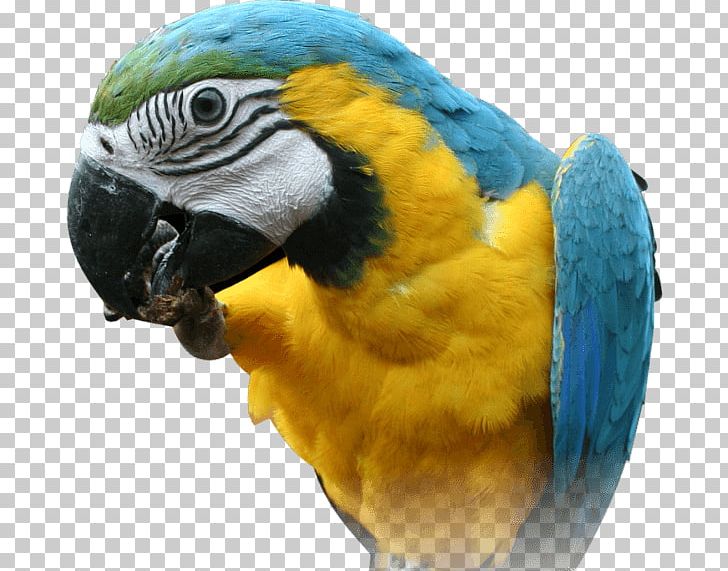 Red-breasted Pygmy Parrot Bird Scalable Graphics PNG, Clipart, Animals, Australia, Beak, Cockatoo, Commercial Property Free PNG Download