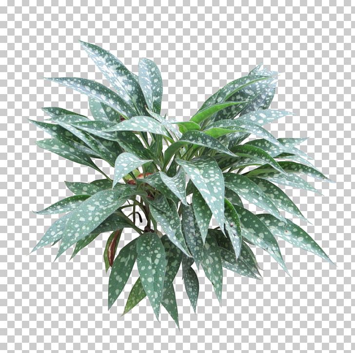 Embryophyta Shrub Tree Plantain Lilies PNG, Clipart, Artemisia Ludoviciana, Bushes, Embryophyta, Evergreen, Flowerpot Free PNG Download