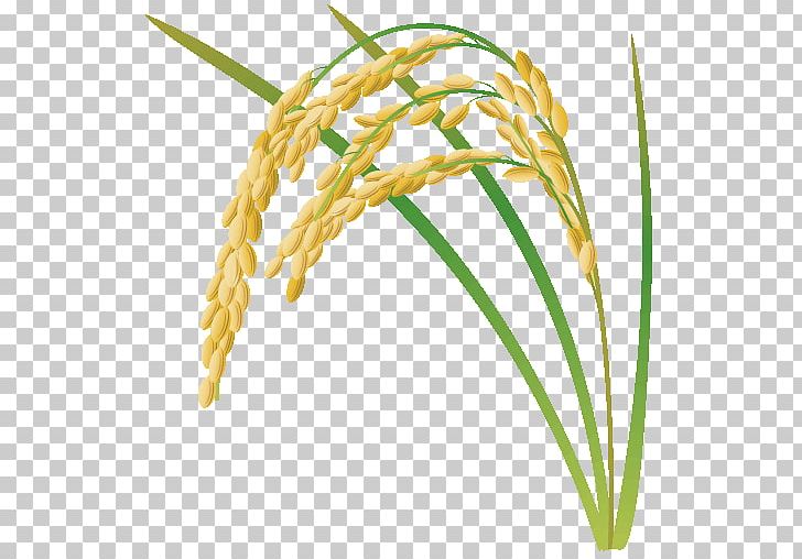 野菜かな Rice Paddy Field Photography Cereal PNG, Clipart, Agriculture, Cereal, Commodity, Crop, Emmer Free PNG Download