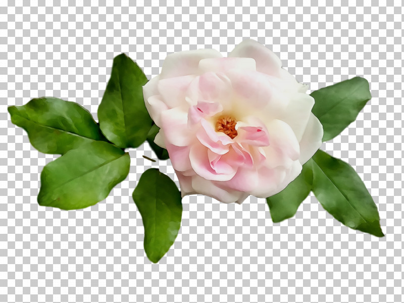 Garden Roses PNG, Clipart, Cabbage Rose, Cut Flowers, Flower, Garden, Gardenia Free PNG Download