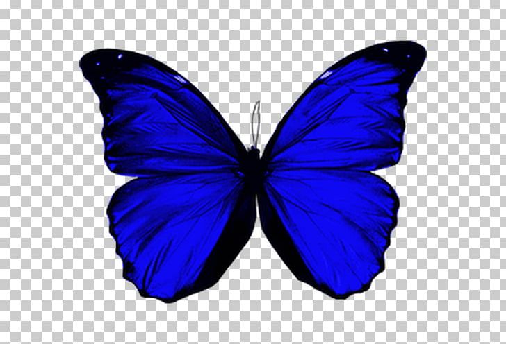 Butterfly Morpho Menelaus Morpho Didius Morpho Peleides Morpho Helenor PNG, Clipart, Bisou, Blue, Brush Footed Butterfly, Electric Blue, Insects Free PNG Download