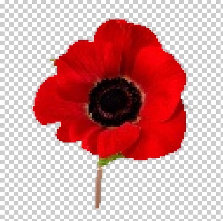 In Flanders Fields Remembrance Poppy Armistice Day Lest We Forget PNG, Clipart, Anemone, Anzac Day, Armistice, Armistice Day, Common Poppy Free PNG Download