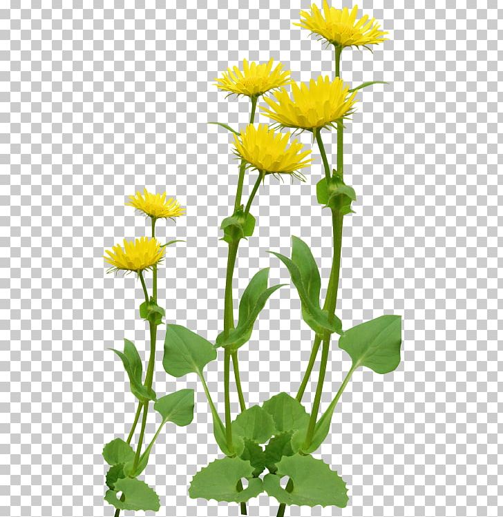Ping PNG, Clipart, Animaatio, Annual Plant, Cicek, Cicek Resimleri, Daisy Family Free PNG Download
