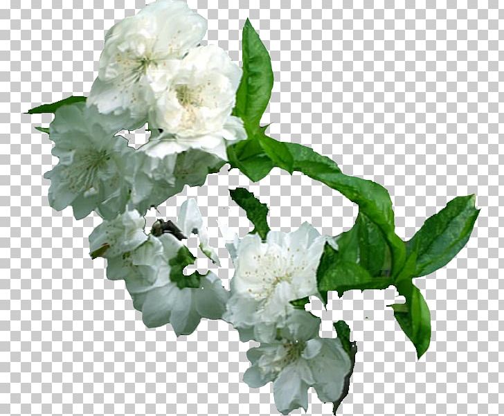 Plum Blossom Cut Flowers PNG, Clipart, Ameixeira, Annual Plant, Cut Flowers, Download, Drawing Free PNG Download