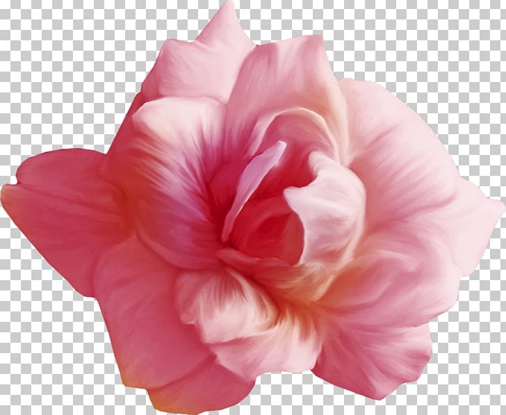 Rosemallows Petal Cut Flowers Photography Garden Roses PNG, Clipart, Azalea, Cut Flowers, Flower, Flowering Plant, Garden Roses Free PNG Download