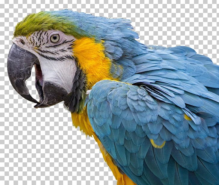 Bird Macaw Pet Cage Dog PNG, Clipart, Animal, Animals, Ara, Beak, Bill Free PNG Download