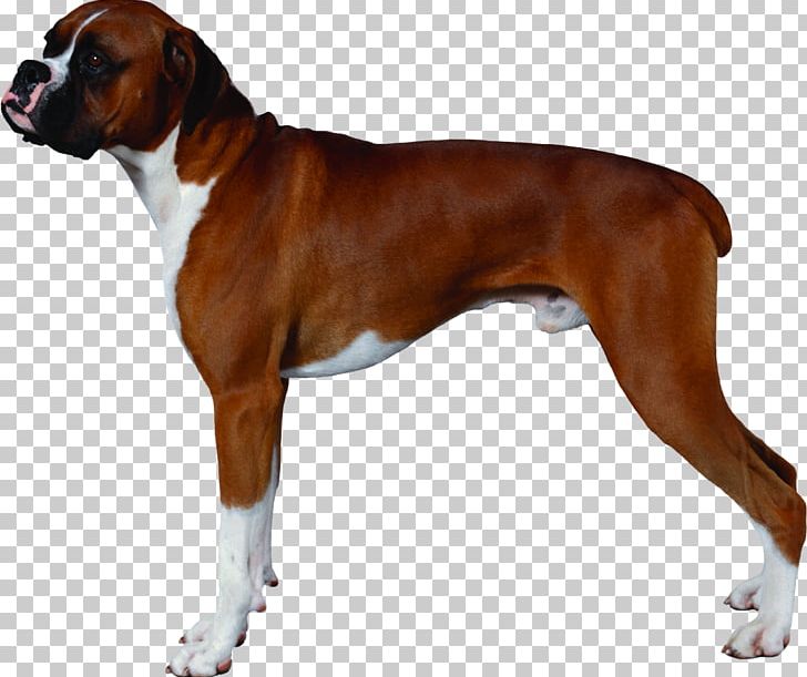 Boxer American Staffordshire Terrier Pug Staffordshire Bull Terrier Puppy PNG, Clipart, American Staffordshire Terrier, Animals, Animation, Boxer, Boxer Dog Free PNG Download