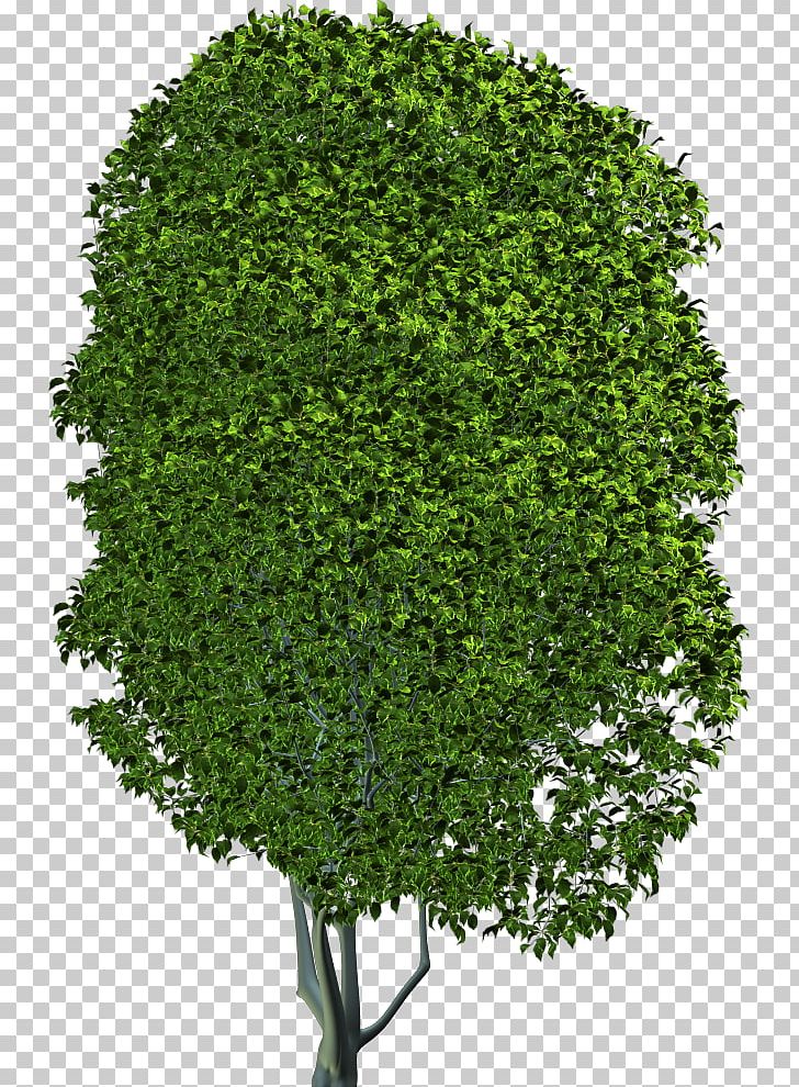 Foundation Blender Compositing Tree PNG, Clipart, Book, Cloud Computing, Download, Foundation Blender Compositing, Grass Free PNG Download