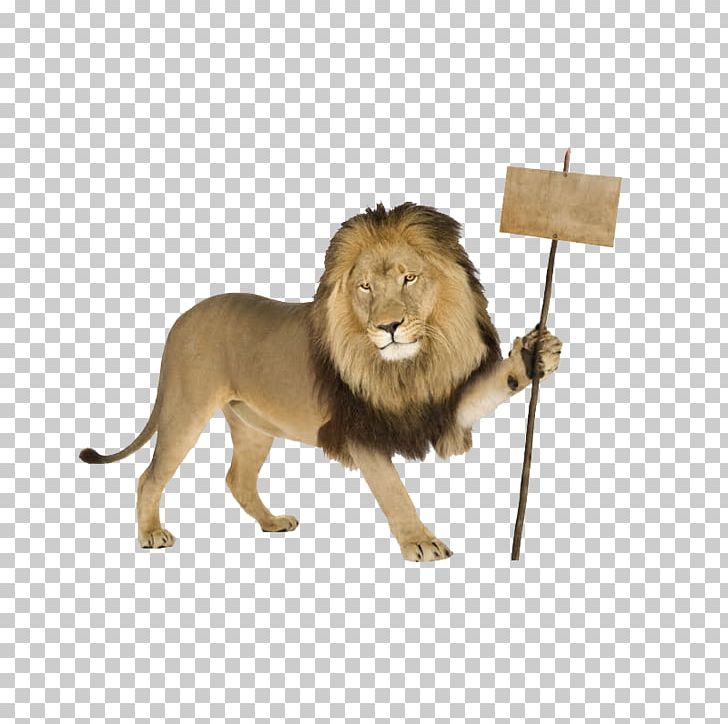 Lion Jaguar Bengal Tiger Stock Photography Shutterstock PNG, Clipart, Animal, Animals, Big Cat, Big Cats, Biological Free PNG Download