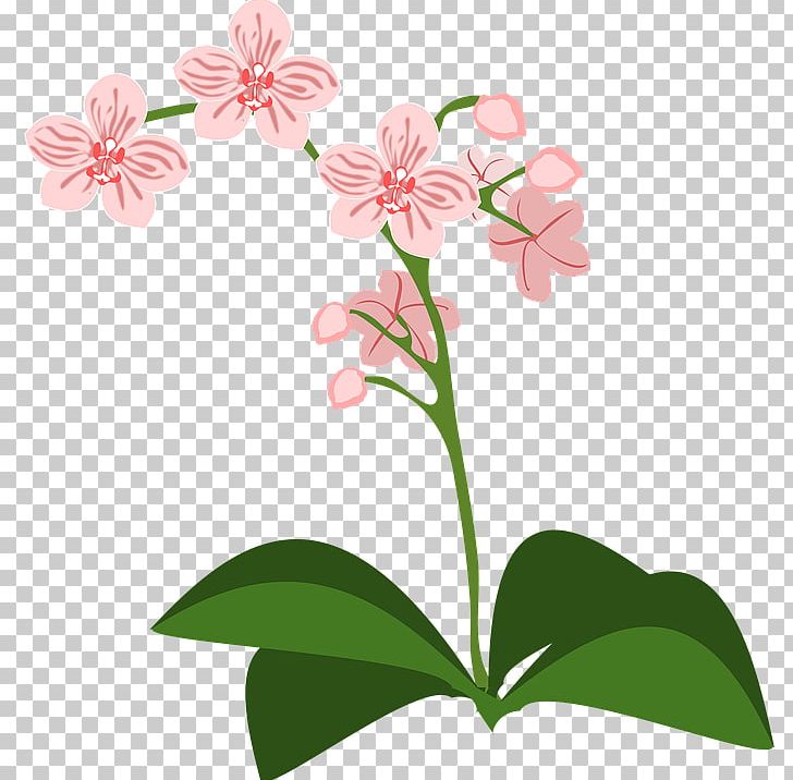 Moth Orchids Drawing PNG, Clipart, Clip Art, Cut Flowers, Document, Drawing, Flor Free PNG Download