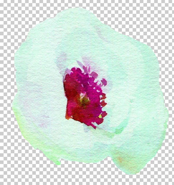 Watercolor Painting Petal White PNG, Clipart, Cartoon, Flower, Flowering Plant, Magenta, Mallow Family Free PNG Download