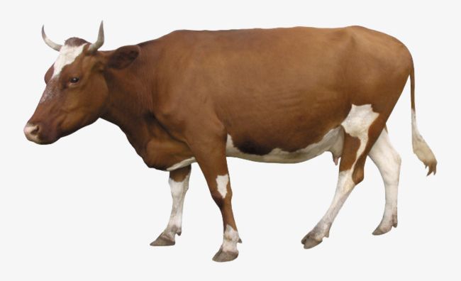 Cow PNG, Clipart, Agriculture, Animal, Beef, Brown, Bull Animal Free PNG Download
