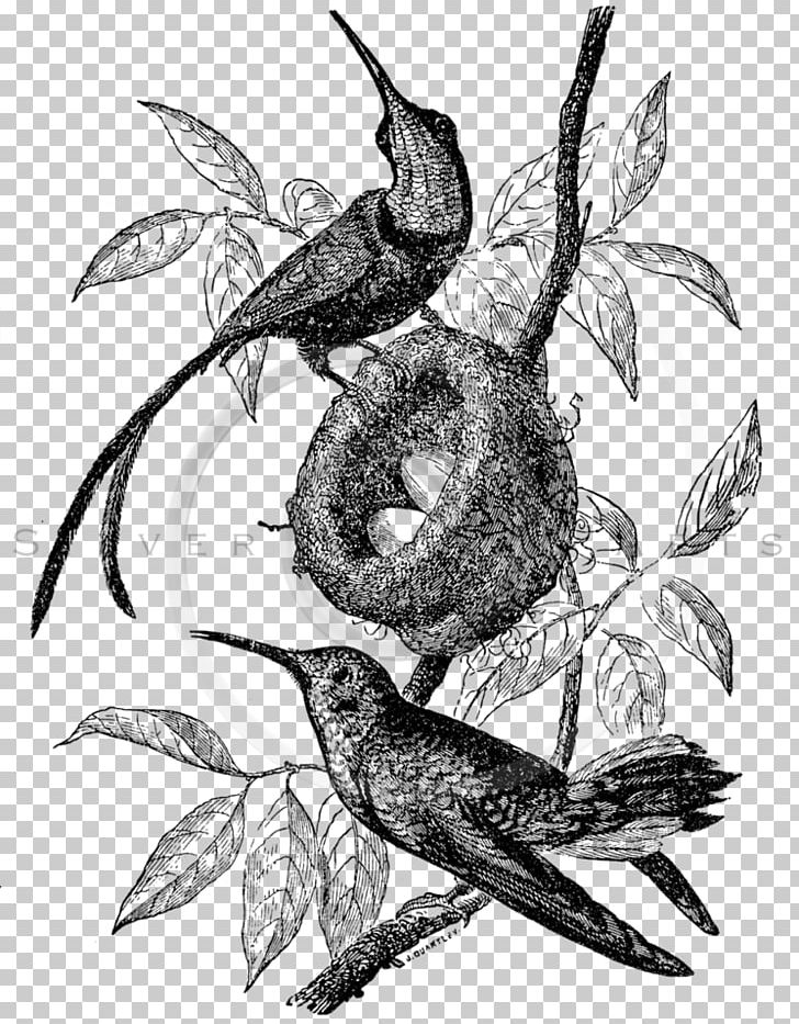 Ruby-throated Hummingbird Illustration PNG, Clipart, Animal, Animals, Archilochus, Art, Beak Free PNG Download
