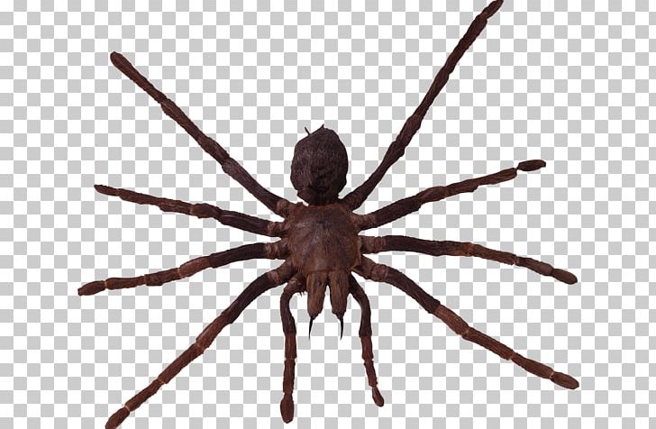 Wolf Spider Arthropod Lycosa Tarantula PNG, Clipart, Arachnid, Arthropod, Computer Icons, Download, Image Resolution Free PNG Download