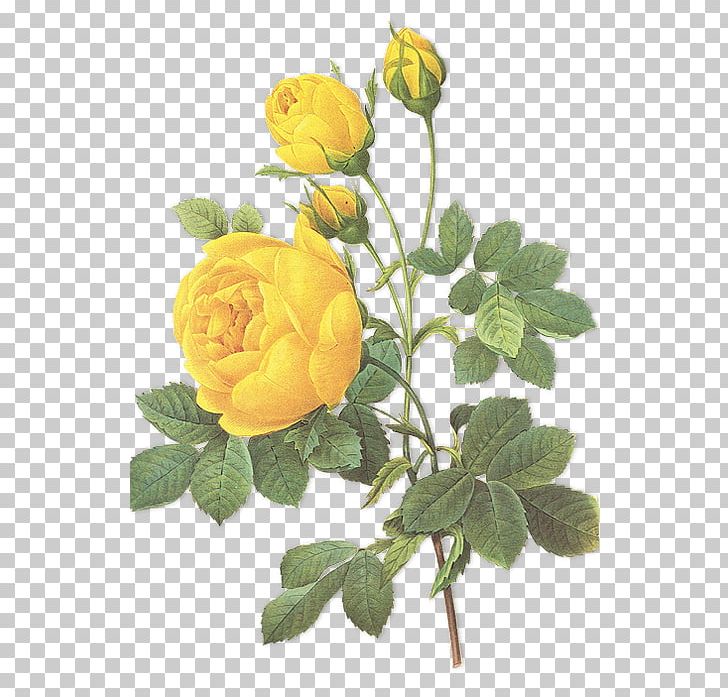 Choix Des Plus Belles Fleurs Botanical Illustration Rose Botany PNG, Clipart, Art, Austrian Briar, Belles, Botanical, Branch Free PNG Download