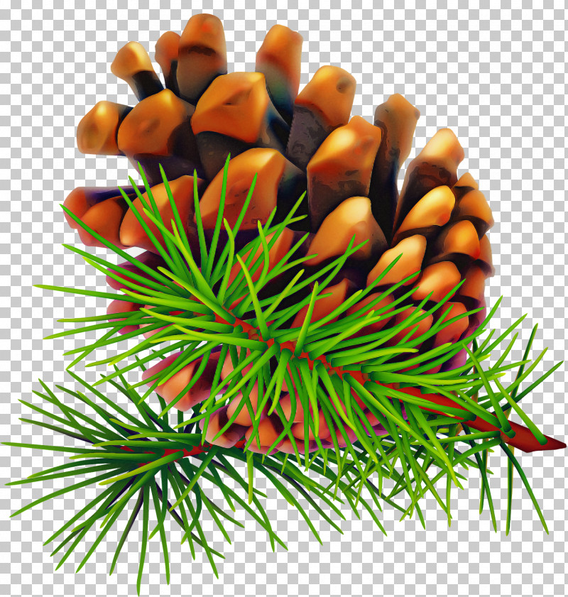 Sugar Pine Columbian Spruce Oregon Pine Red Pine Jack Pine PNG, Clipart, American Larch, American Pitch Pine, Branch, Colorado Spruce, Columbian Spruce Free PNG Download