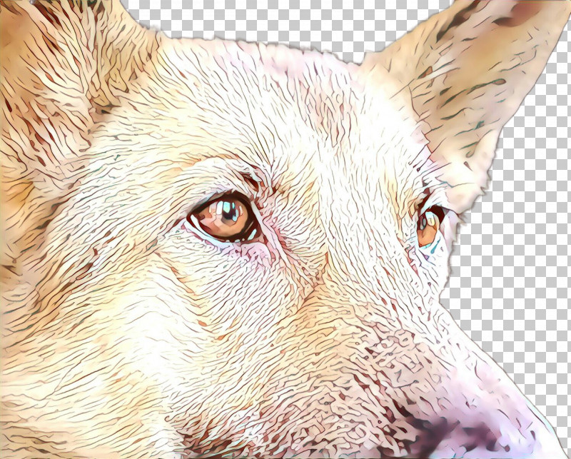 Dog Head Snout Close-up Eye PNG, Clipart, Closeup, Dog, Eye, Head, Snout Free PNG Download