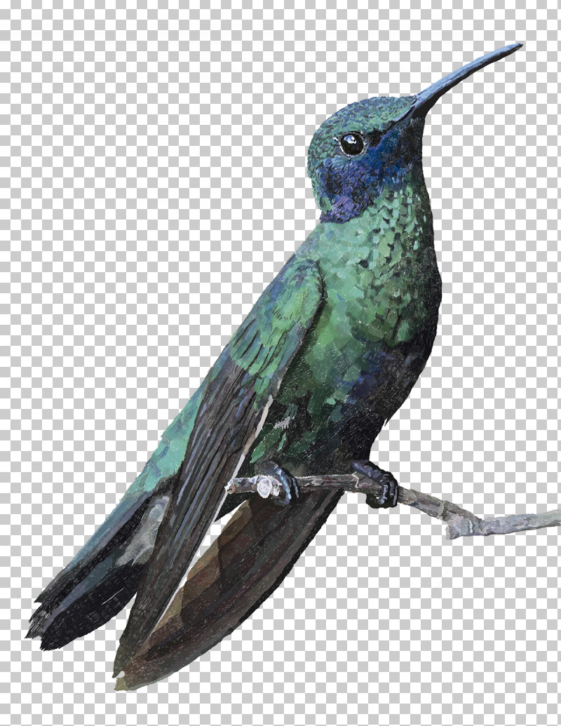 Hummingbird PNG, Clipart, Beak, Bird, Coraciiformes, Hummingbird, Jacamar Free PNG Download