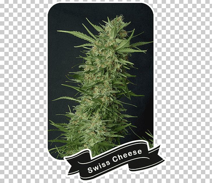 Cannabis Cultivation Cannabis Sativa Skunk Marijuana PNG, Clipart, Cannabis, Cannabis Cultivation, Cannabis Sativa, Cannabis Shop, Cheese Free PNG Download