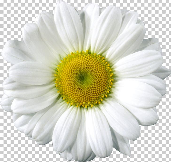 Common Daisy PNG, Clipart, Annual Plant, Arts, Chamaemelum Nobile, Chamomile, Chrysanths Free PNG Download