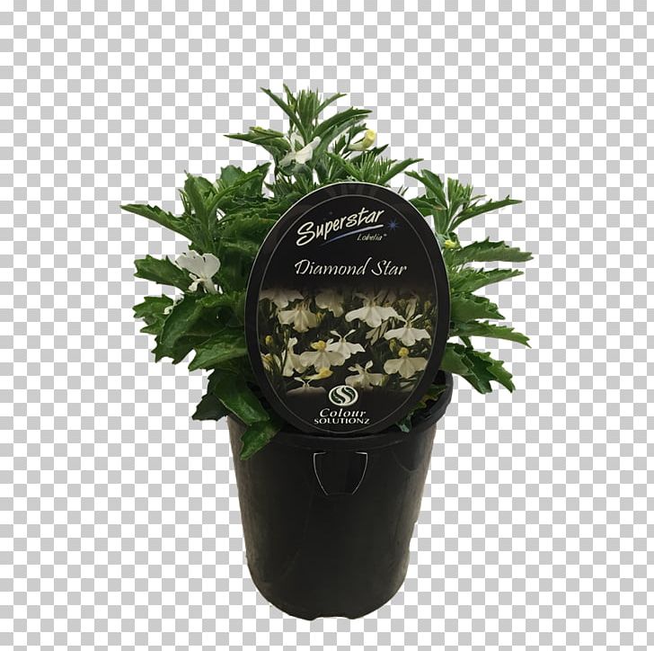 Flowerpot Shihas Holdings Ornamental Plant Shrub Garden PNG, Clipart, Agricultural Machinery, Agriculture, Flowerpot, Garden, Greenhouse Free PNG Download