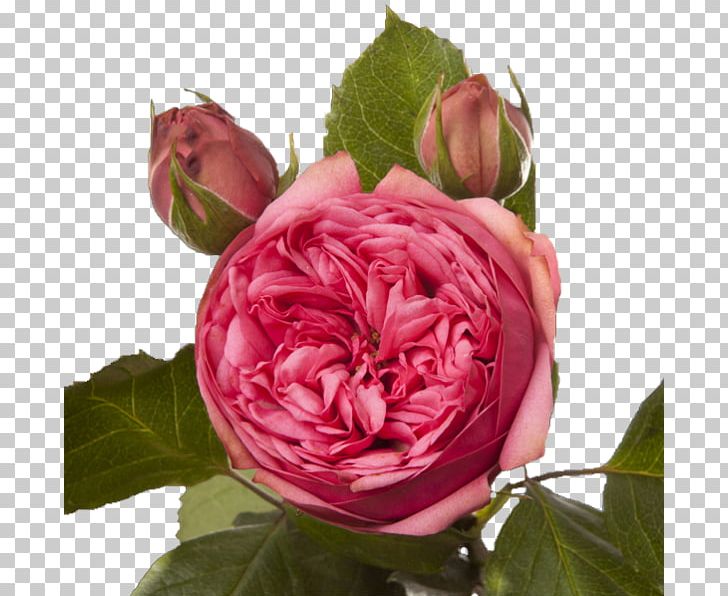 Garden Roses Cabbage Rose Floribunda French Rose Memorial Rose PNG, Clipart, China Rose, Cut Flowers, Floral Design, Floristry, Flower Free PNG Download