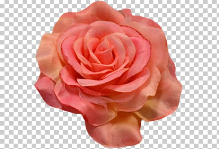Flower Centifolia Roses Petal Garden Roses Orange PNG, Clipart, Centifolia Roses, China Rose, Closeup, Color, Coral Free PNG Download