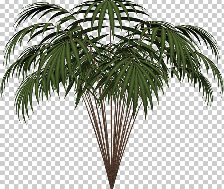 Plant Microsoft Paint PNG, Clipart, Arecaceae, Arecales, Areca Nut, Attalea Speciosa, Borassus Free PNG Download