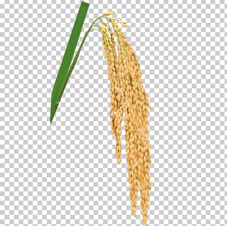 Rice Gadu Paddy Field PNG, Clipart, Brown Rice, Cereal, Cereal Germ, Commodity, Concepteur Free PNG Download