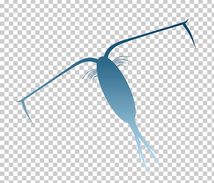 Zooplankton Phytoplankton Keren FC PNG, Clipart, Algae, Animal, Cell, Copepod, Feather Free PNG Download